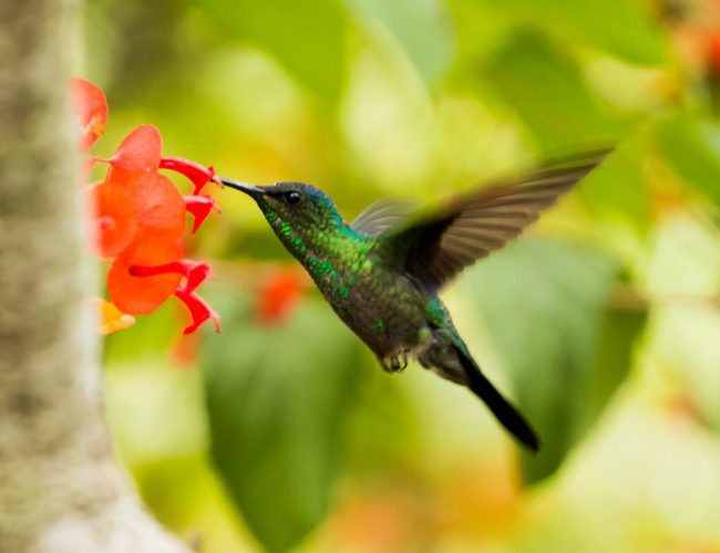 The Story Of The Green Hummingbird - Green Hummingbird Fair Trade Clothing